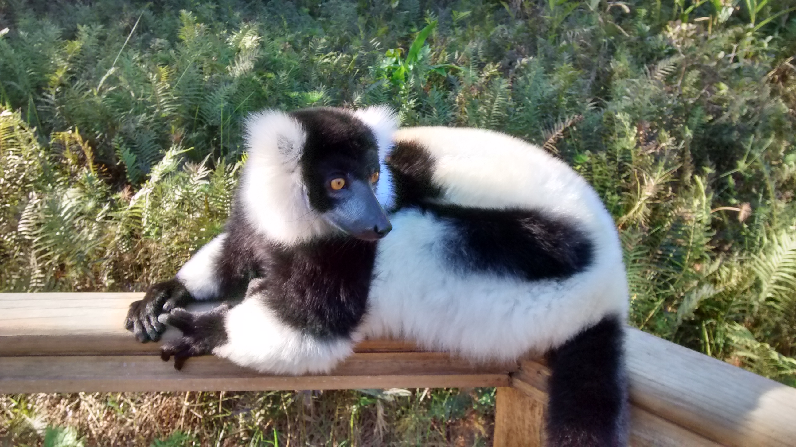 Black and white ruffed lemur